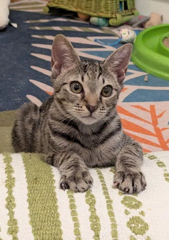 Steven Seagal thumbnail 2