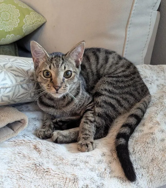 Steven Seagal thumbnail 3