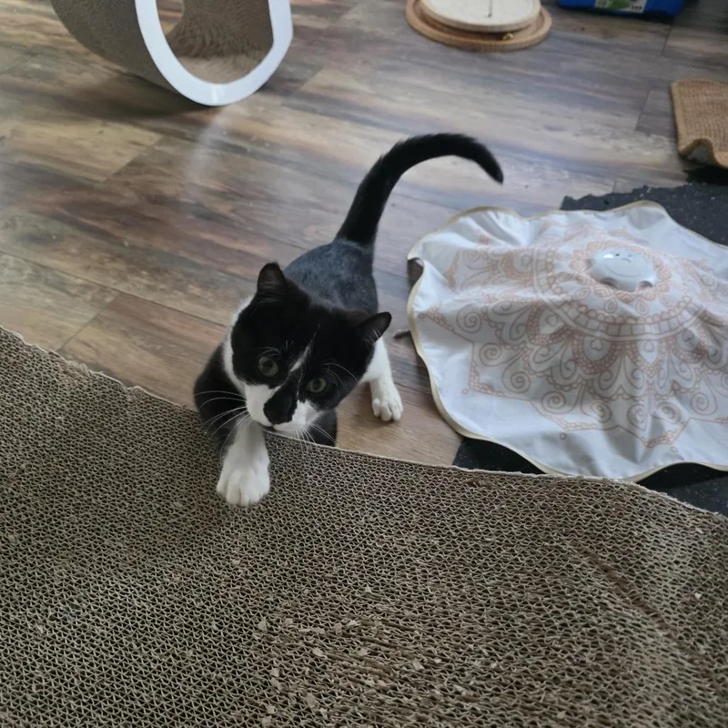 Shadow C thumbnail 2