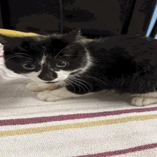 Shadow C thumbnail 3