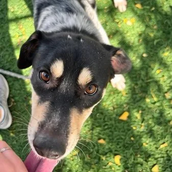An adult medium-sized male Black Cattle Dog named Rooster for adoption in Austin, TX