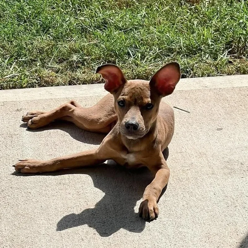 A baby medium-sized male Pit Bull Terrier dog named Pocket baby Jerry for adoption in Burlington, NC