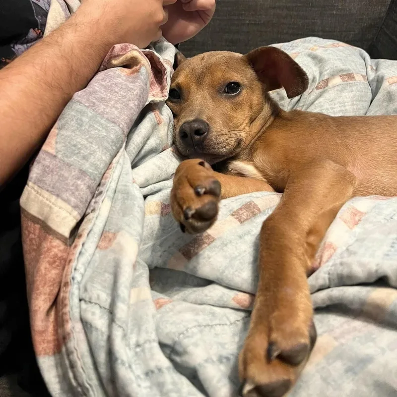 Pocket baby Jerry thumbnail 2