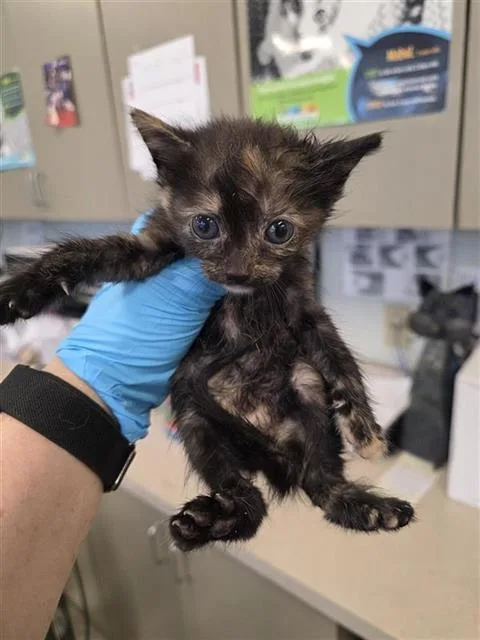 A young small-sized female Domestic Short Hair cat named Callie for adoption in San Antonio, TX
