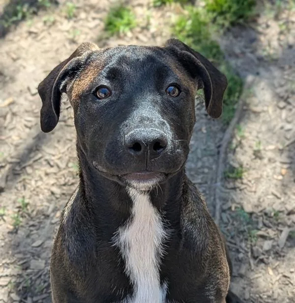 Cinnamoroll thumbnail 2