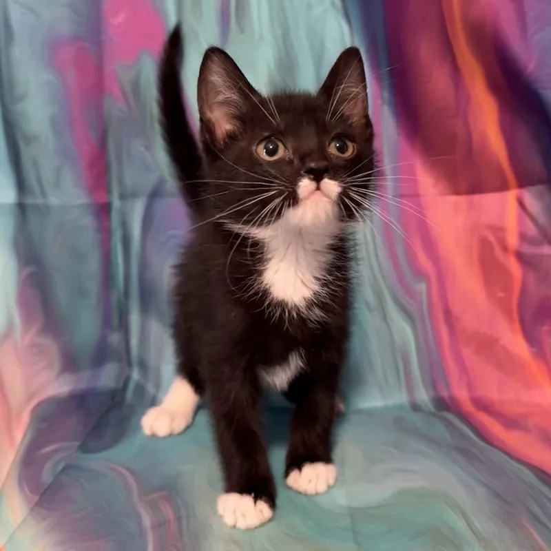 A baby small-sized male Domestic Short Hair cat named Roly Poly for adoption in Woodstock, GA