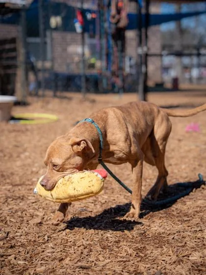 An adult large-sized female Mixed Breed dog named Natalie for adoption in Chamblee, GA
