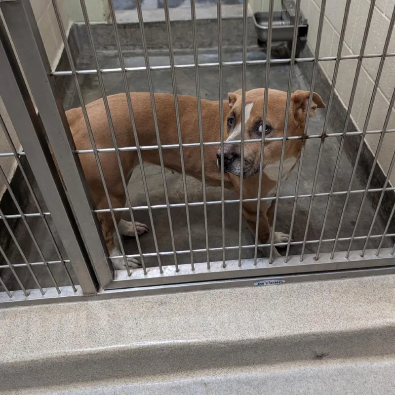 An adult large-sized female Yellow / Tan / Blond / Fawn Pit Bull Terrier dog named Yoli for adoption in Upland, CA