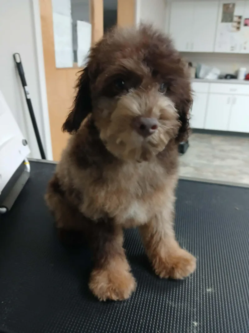 A baby small-sized male Brown / Chocolate Miniature Poodle dog named Fozzy for adoption in Vernon, CT