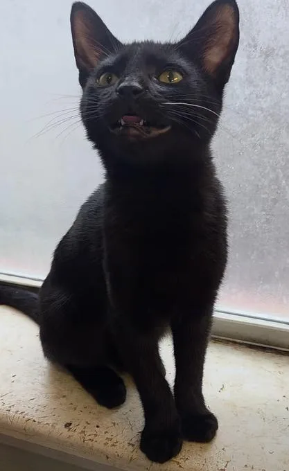 A baby medium-sized female Black Domestic Short Hair cat named Mia for adoption in Plano, TX