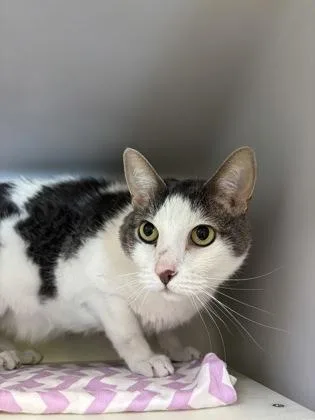 An adult small-sized male Domestic Short Hair cat named Aubrey for adoption in Cumming, GA