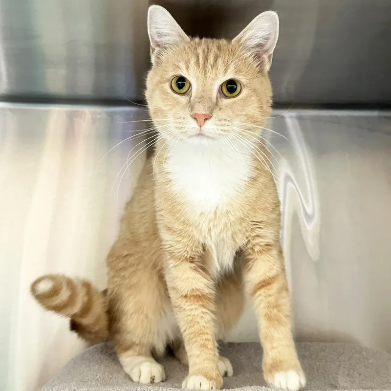 An adult medium-sized male Orange / Red Domestic Short Hair cat named The Bakery for adoption in Franklin, TN