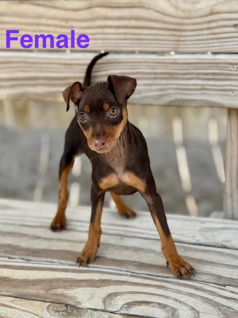 A baby small-sized female Miniature Pinscher dog named Mary Jane pup for adoption in Muskegon, MI