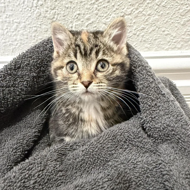 A baby medium-sized female Domestic Short Hair cat named Pinky for adoption in Delta, OH