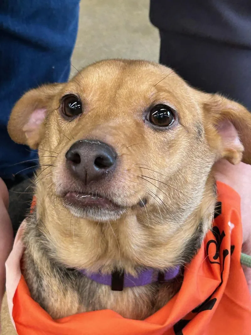 Bella Bee thumbnail 2