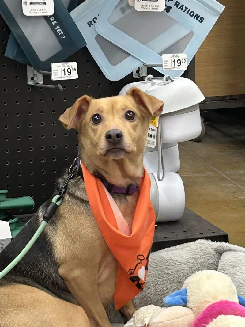 Bella Bee thumbnail 3