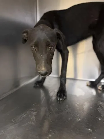 A young large-sized female German Shepherd Dog dog named Midnight for adoption in Riverside, CA