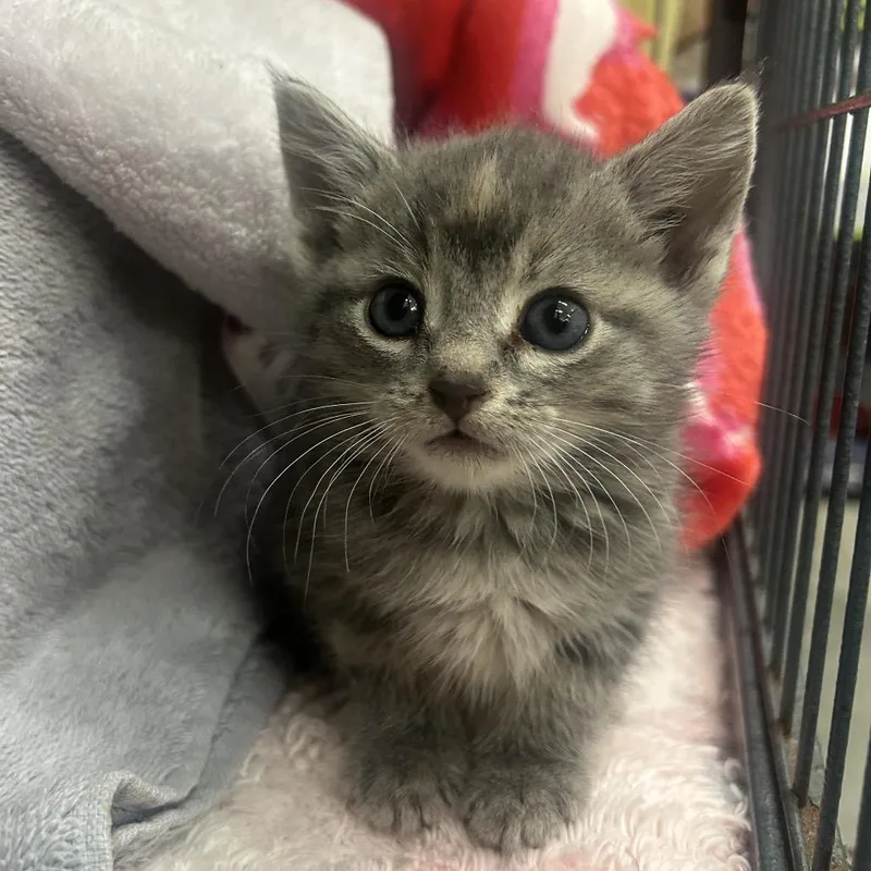 A baby small-sized female Gray / Blue / Silver Domestic Short Hair cat named Serena for adoption in Bismarck, ND