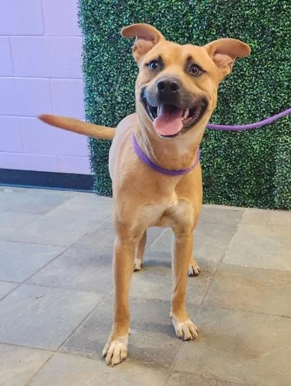 An adult large-sized male Apricot / Beige Mixed Breed dog named Orange for adoption in El Paso, TX