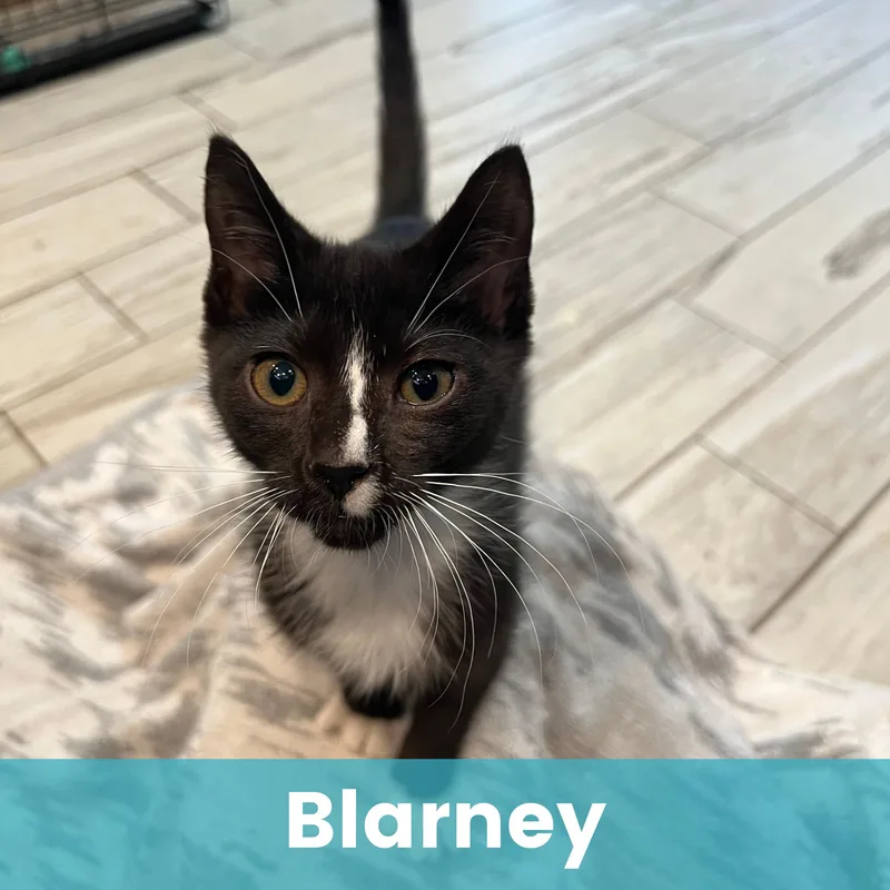 A baby medium-sized male Domestic Short Hair cat named Blarney for adoption in Rochester , NY