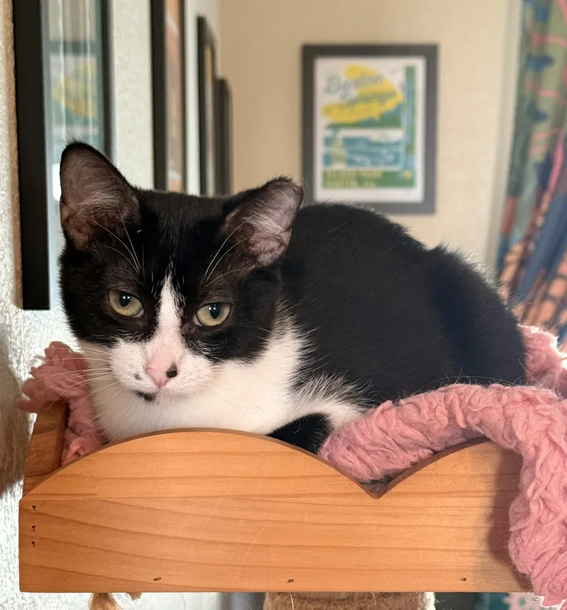 A baby medium-sized male Domestic Short Hair cat named Mittens for adoption in Austin, TX