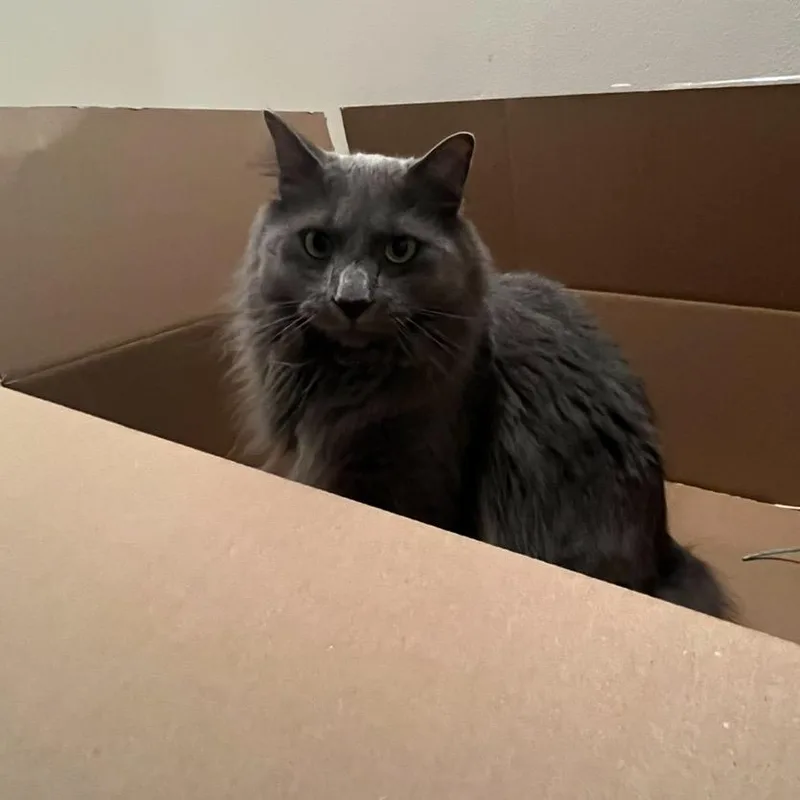 An adult medium-sized male Gray / Blue / Silver Domestic Long Hair cat named Nimbus for adoption in Eaton Rapids, MI
