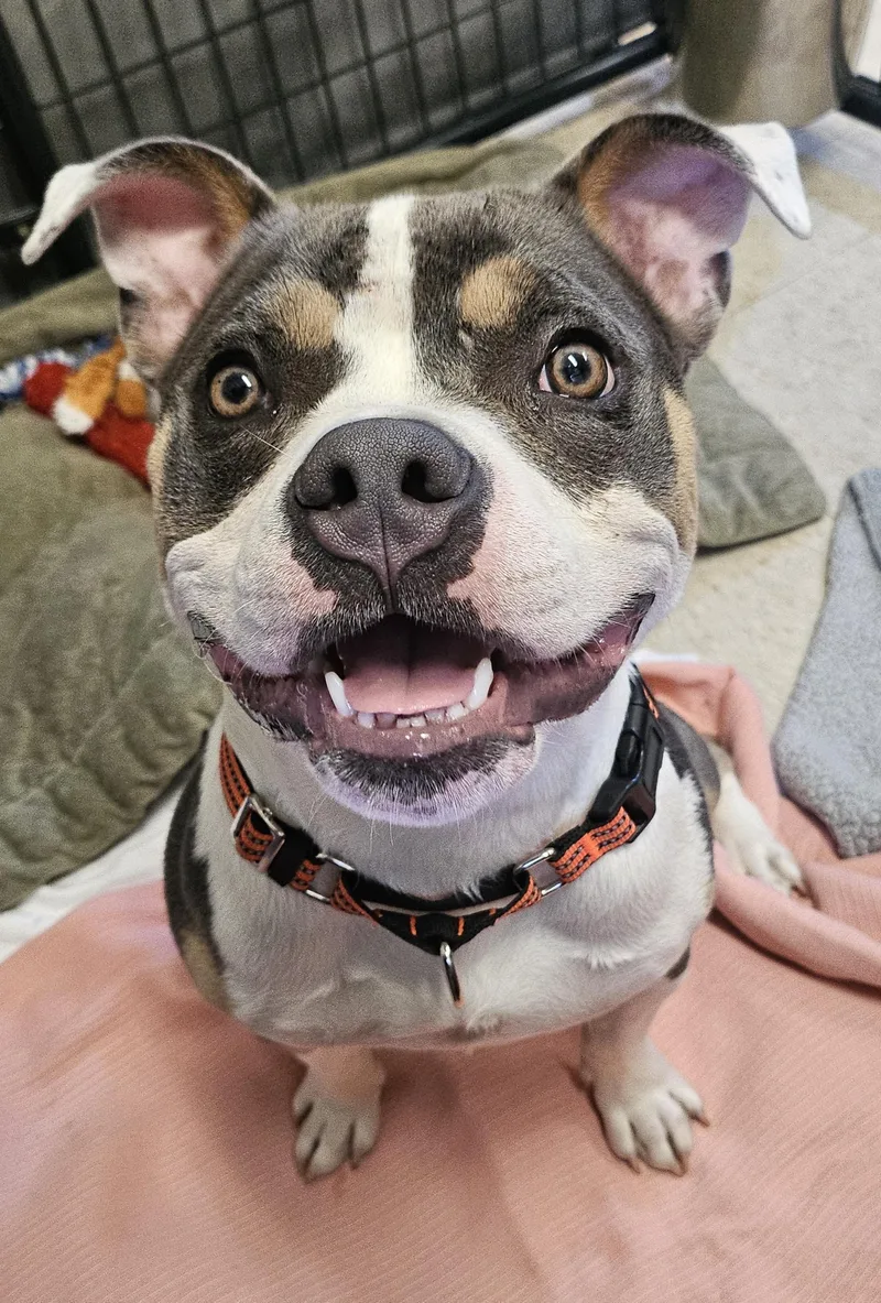 An adult medium-sized male Tricolor (Brown, Black, & White) American Bully dog named Ralphie for adoption in Salem, NH