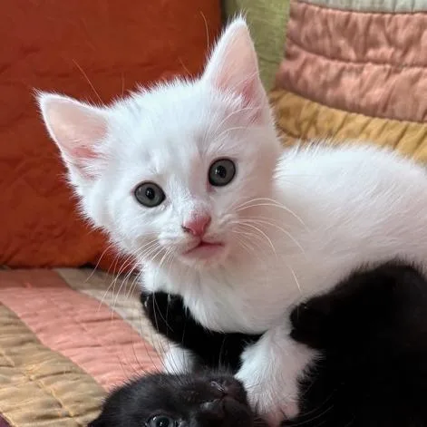 Cotton Puff thumbnail 3