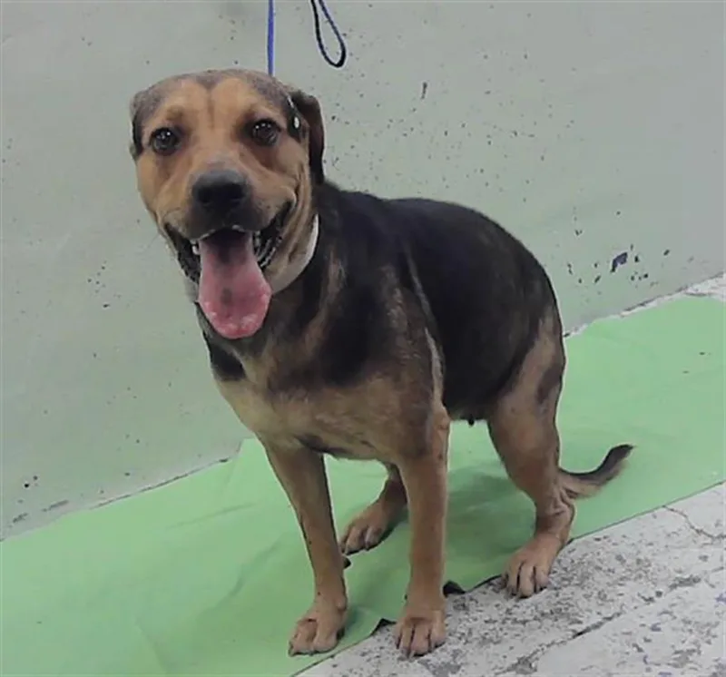 A young large-sized female Staffordshire Bull Terrier dog named Coco for adoption in Houston, TX