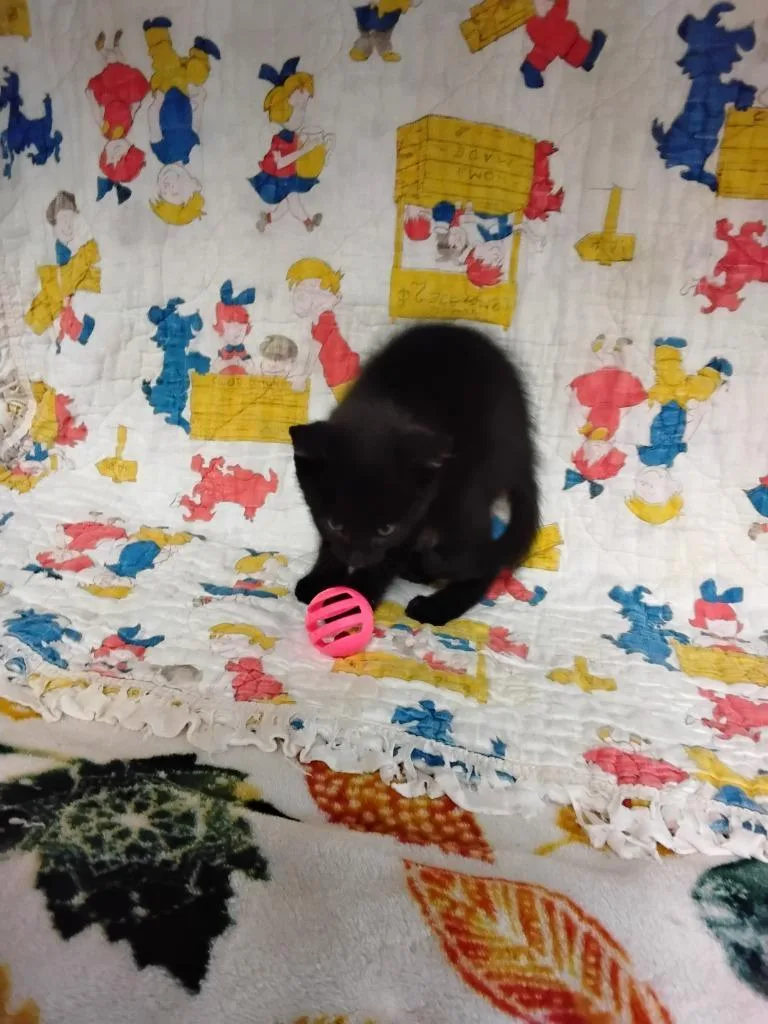 A baby small-sized female Domestic Short Hair cat named Chalupa Supreme for adoption in Ada, OK