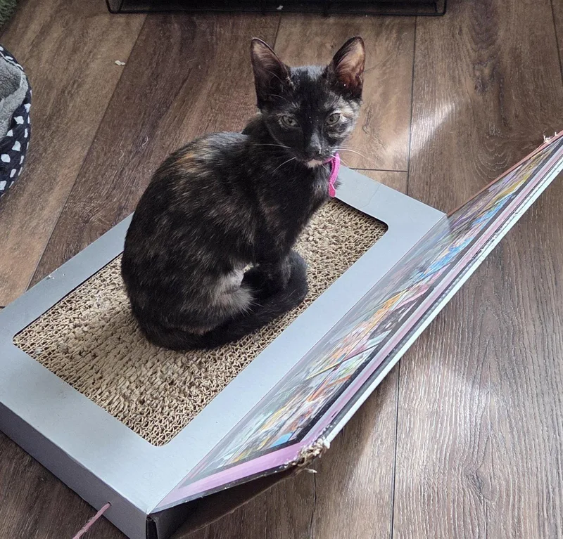 A young small-sized female Domestic Short Hair cat named Truffle for adoption in Aurora, CO