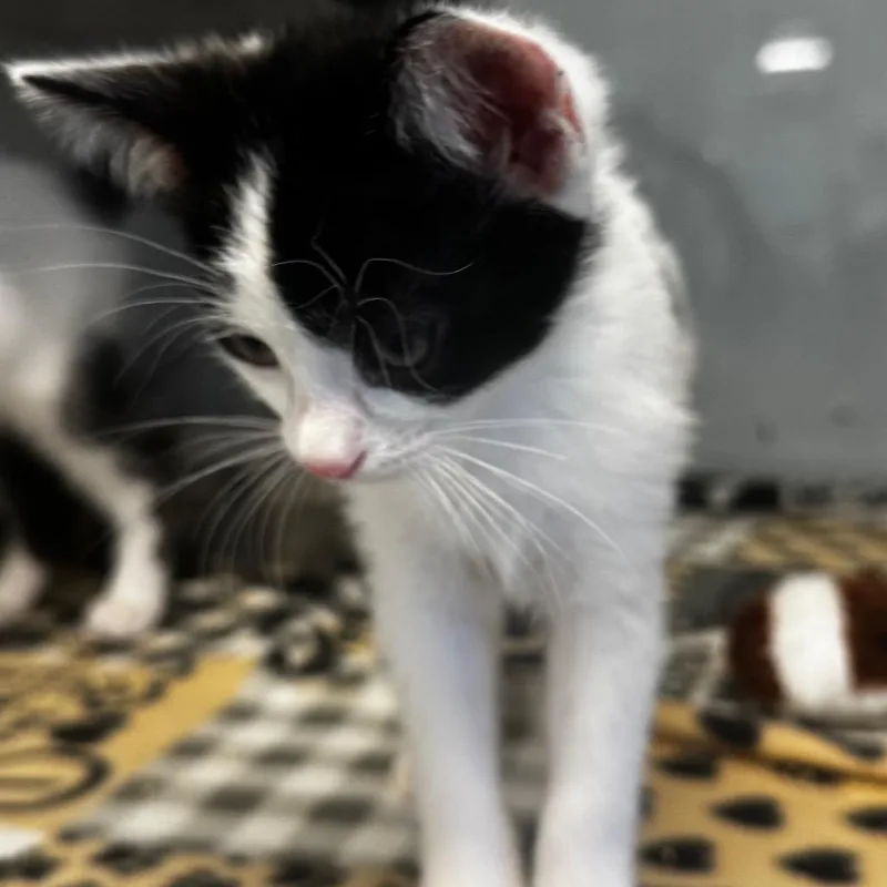 A baby small-sized male White Domestic Short Hair cat named Pineapple for adoption in Wheeling, IL