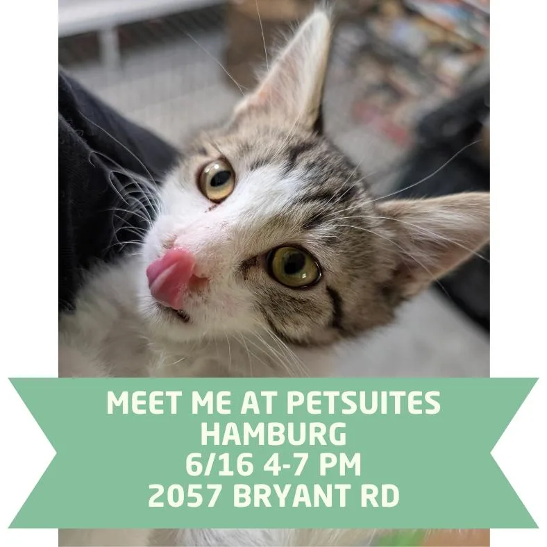 A baby small-sized male White Domestic Short Hair cat named Prepotente for adoption in Lexington, KY