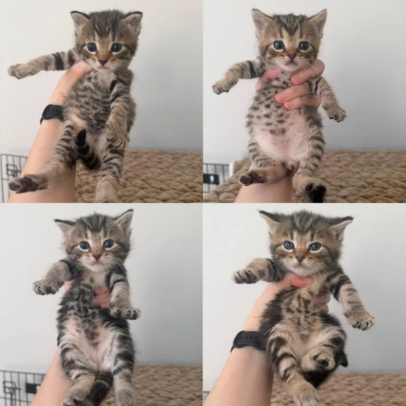 Truffles thumbnail 4
