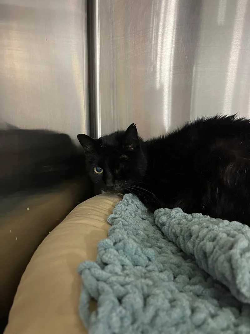 An adult medium-sized female Black Domestic Short Hair cat named Maxine for adoption in Philadelphia, PA