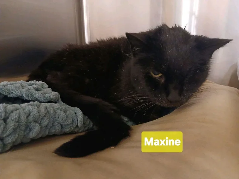 Maxine thumbnail 2