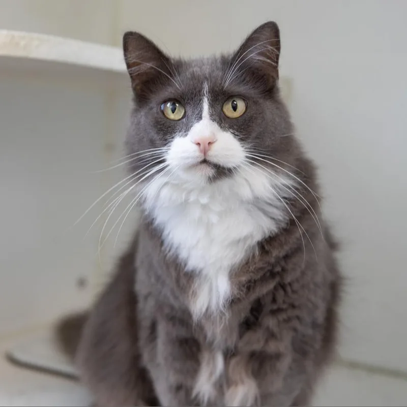 An adult small-sized female Gray / Blue / Silver Domestic Long Hair cat named Devon King for adoption in Merrifield, VA