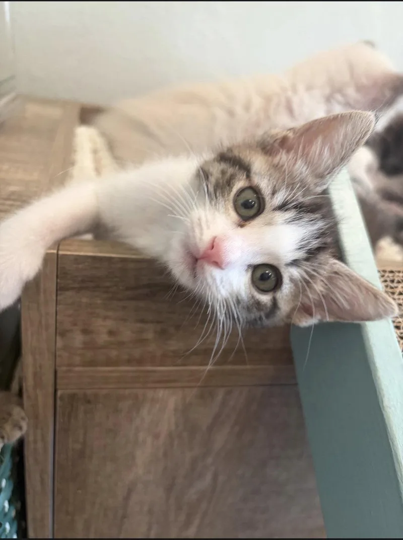 A young medium-sized female Tabby cat named Kassidy for adoption in Campbell, CA
