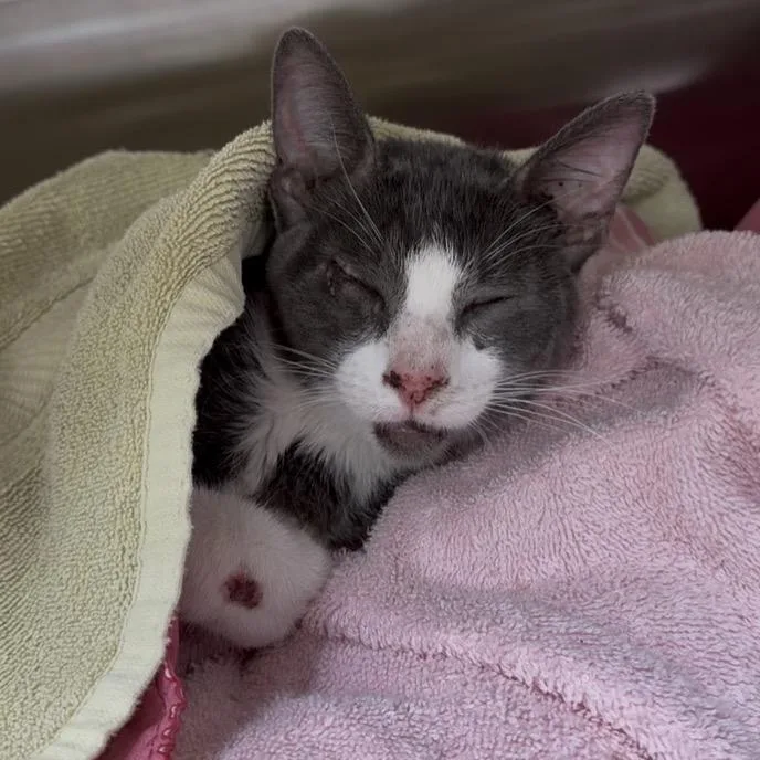 An adult medium-sized male Gray / Blue / Silver Domestic Short Hair cat named Hopper for adoption in Port Richey, FL