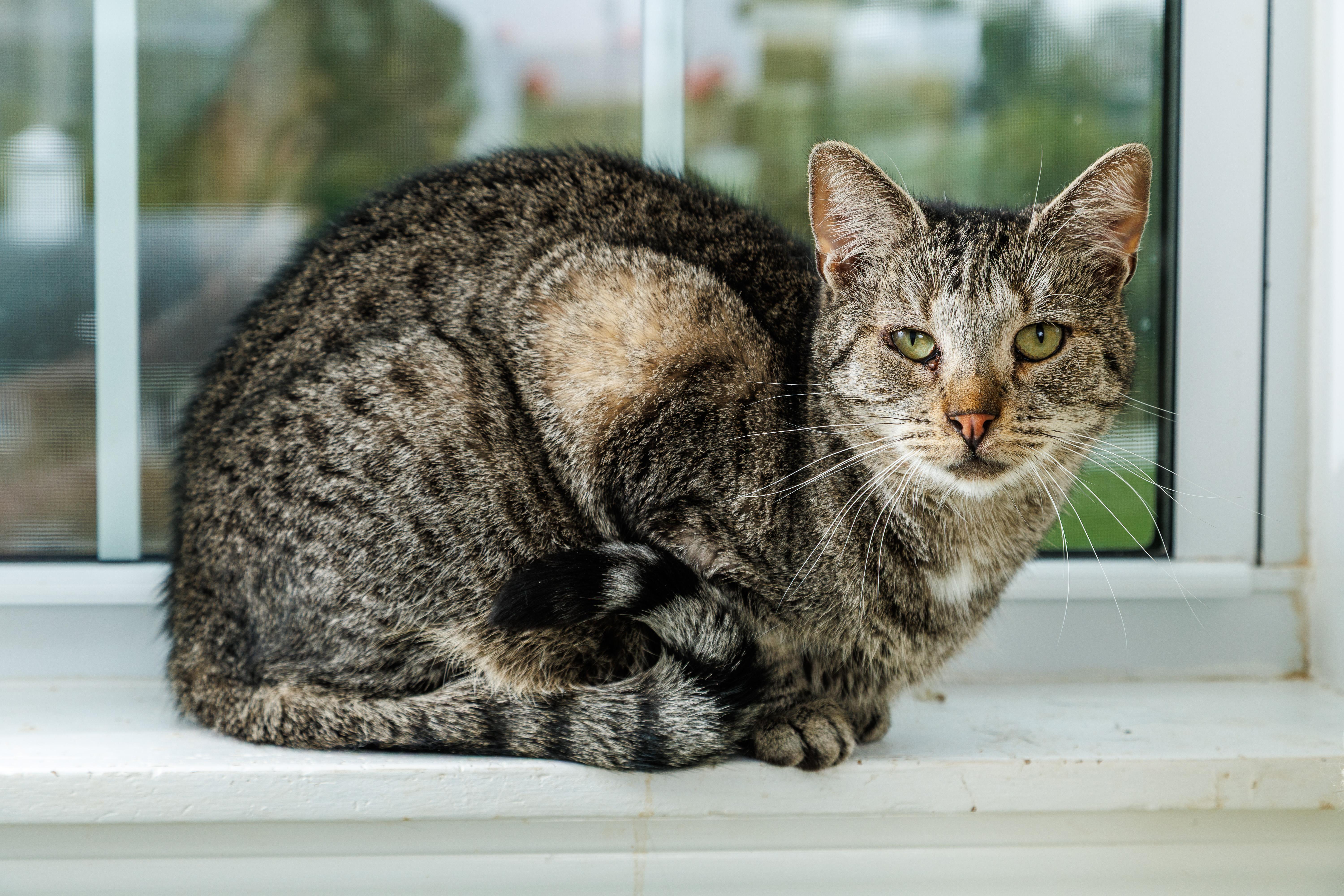 An adult large-sized female Domestic Short Hair cat named Thea for adoption in Chester Springs, PA