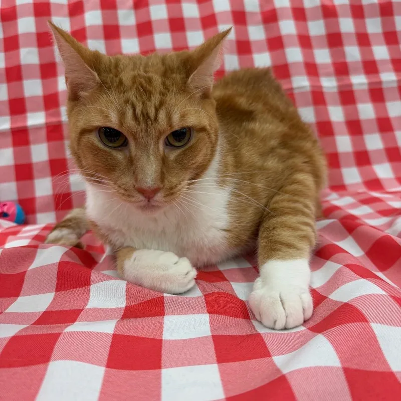 An adult small-sized male Orange / Red Domestic Short Hair cat named Bleu for adoption in Raleigh, NC