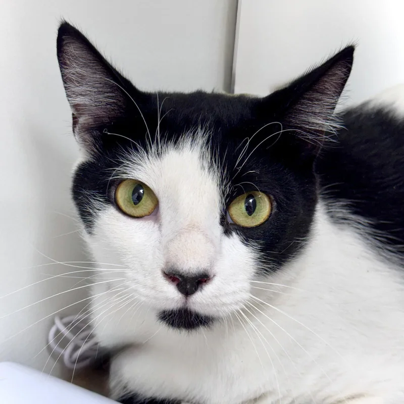 An adult medium-sized male Black & White / Tuxedo Domestic Short Hair cat named Shopee for adoption in Hilton Head Island, SC