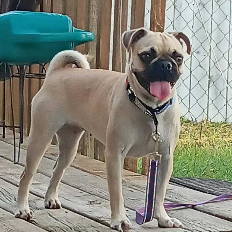 Skye