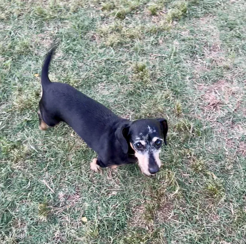 Otis