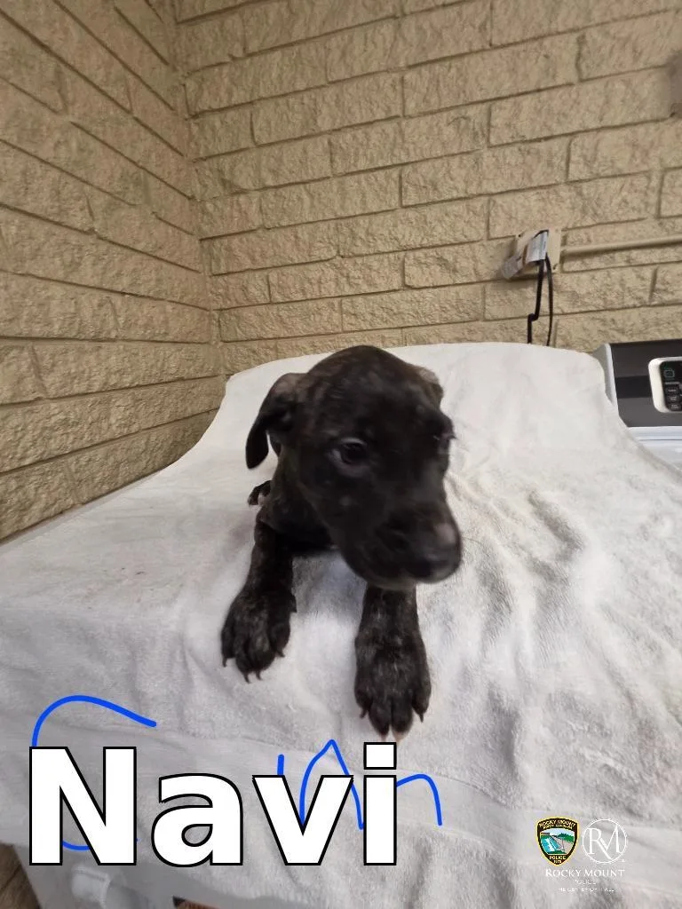 A baby small-sized male Cane Corso dog named Navi for adoption in Rocky Mount, NC