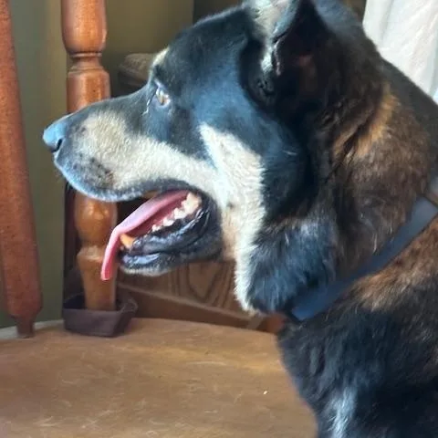 An adult large-sized male German Shepherd Dog dog named Sammy for adoption in Corsicana, TX