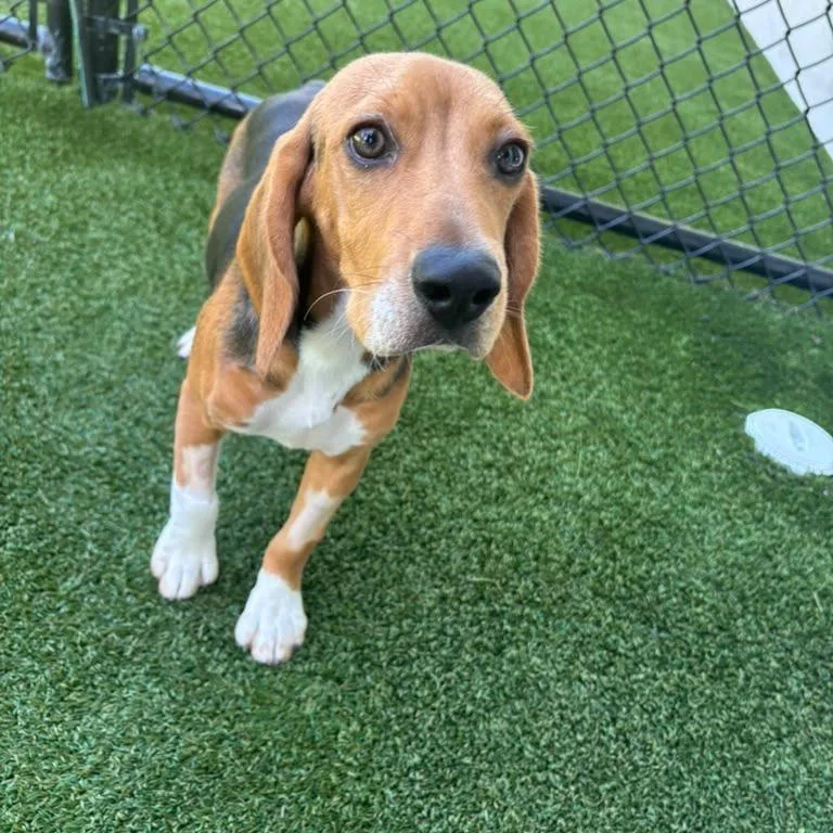 A young small-sized male Yellow / Tan / Blond / Fawn Beagle dog named YOF  aka King for adoption in LOXAHATCHEE, FL