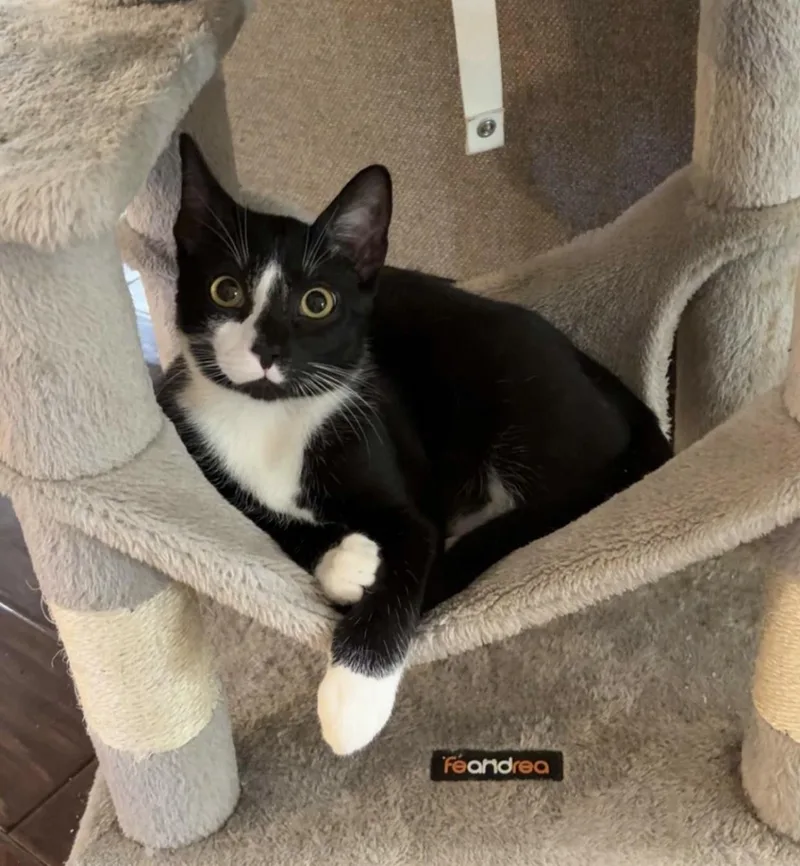 A young large-sized male Black & White / Tuxedo Domestic Short Hair cat named Ozzy for adoption in Lucedale, MS