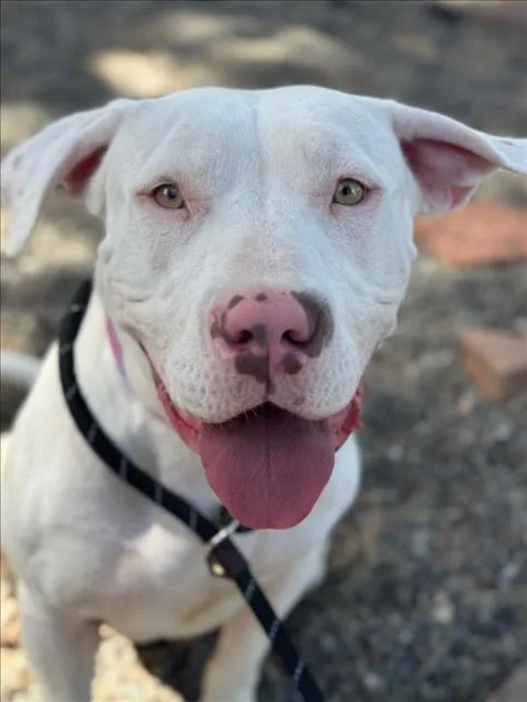 An adult large-sized female Pit Bull Terrier dog named Bug for adoption in Woodland, CA