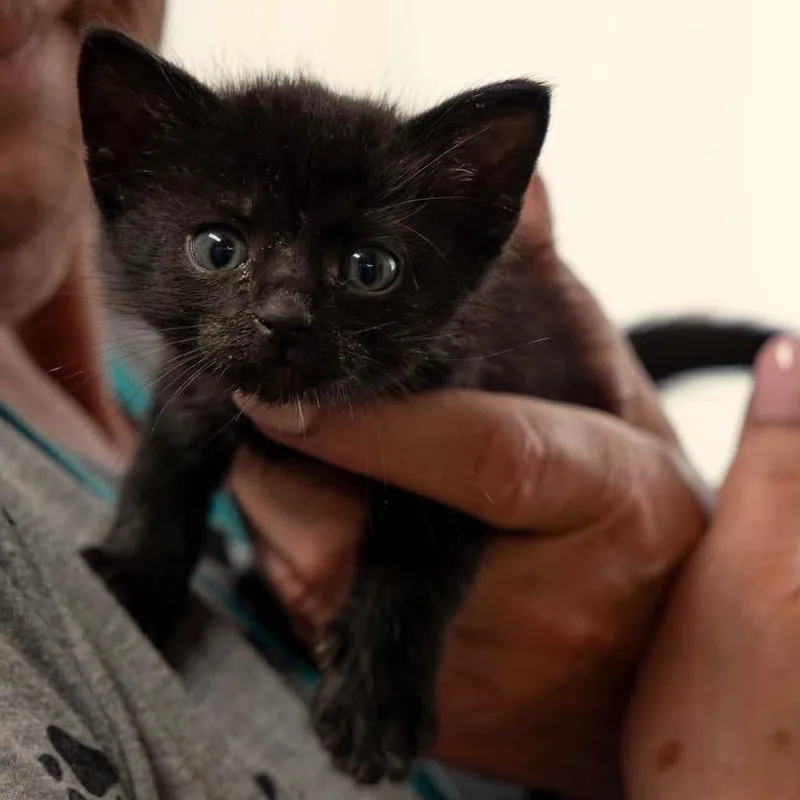 A baby small-sized male Black Domestic Short Hair cat named Rizzle C for adoption in Princeton, MN